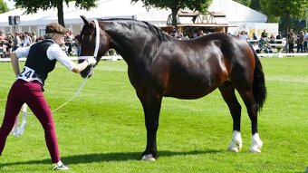 REZERVACE- Welsh Cob klisna 3 roky - 13