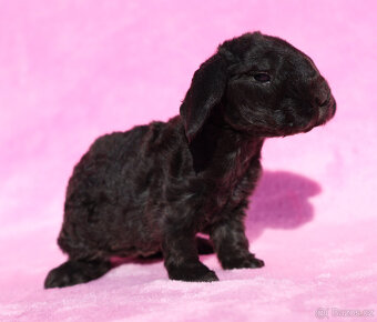 Zakrslí beránci s VP . Samičky . - 13