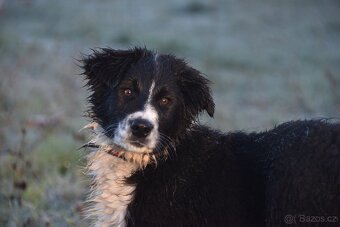 Border kolie s PP - 13