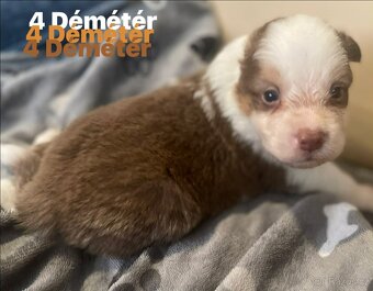 Border kolie s pp - 13