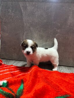 Jack Russell teriér s PP - 13