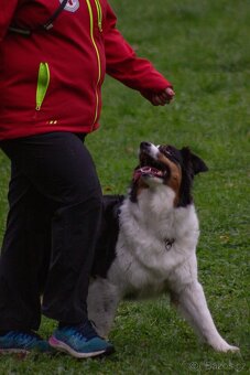 Australský ovčák -štěňátka s PP - 13