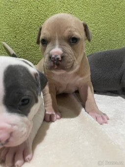 Americký stafordšírsky teriér - 13