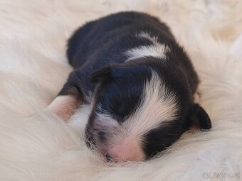 Australský ovčák s PP - štěňátka na prodej - 13