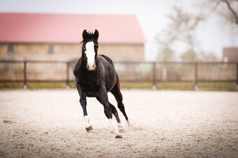 Roční American Quarter Horse black klisna, vnučka Gunnera - 13