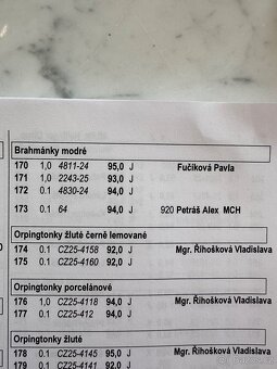 Brahmánka velká modrá a černá - 13