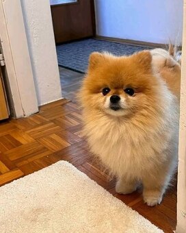 Pomeranian mini - 13