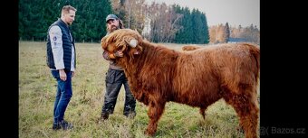 Kuřata kuřecí maso brojler - 13