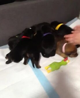 Prodávám stenata - 13