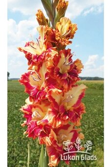 Hlízy velkokvětých mečíků - 13