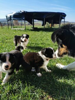 Štěňata Border Kolie - 13