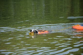 Krycí pes border kolie s PP FCI, nabídka krytí - 13