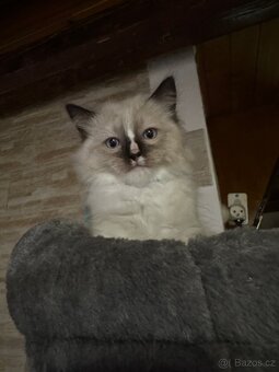 Koťátka Ragdoll - 13