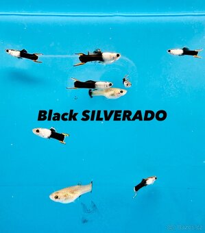 Neocaridina Krevety - 13