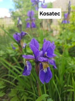 Přebytky ze zahrady - 13