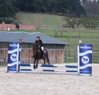 Klisna do sportu a chovu - 13