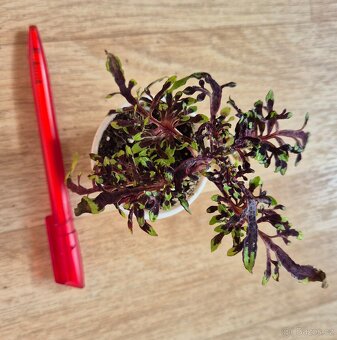 AFRICKÉ OKRASNÉ KOPŘIVY COLEUS - rostlinky - 13