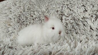Zakrslý králíček, králík-(TEDDY)-HERBERT A HEIDY - 13