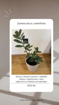 ⭐️ VÝPRODEJ 26 POKOJOVEK (Monstery, Dracény, Fíkusy, ......) - 13