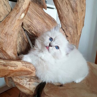 Ragdoll kocourek s PP,  blue lynx mitted. - 13