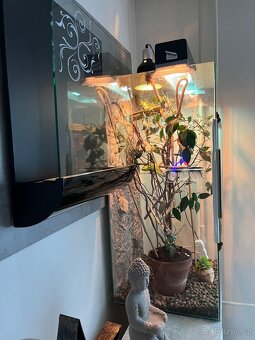 Chameleon jemenský - 13