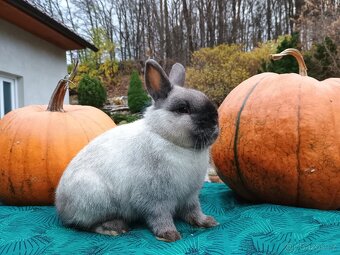 Zakrslý siamský žlutý sameček Méďa - 13