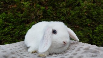Zakrslý beránek, králíček, králík - TYMIÁN - 13