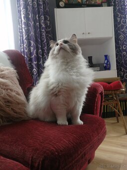 Ragdoll - 13