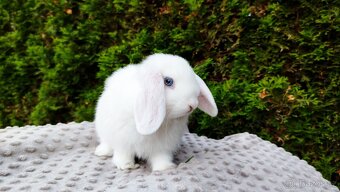 Zakrslý beránek, králíček, králík - TYMIÁN - 13