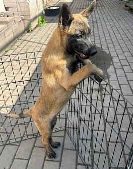 Belgický ovčák Malinois - 13