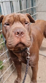 ARES K ADOPCI - zlomená něžná dušička - 13