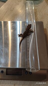 Pagekon řasnatý - mláďata na prodej - 13