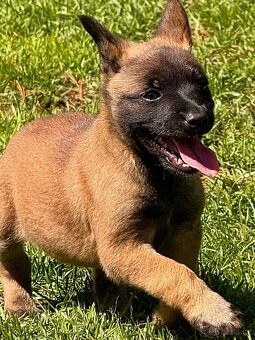 BELGICKÝ OVČÁK MALINOIS - ŠTĚŇATA - 13