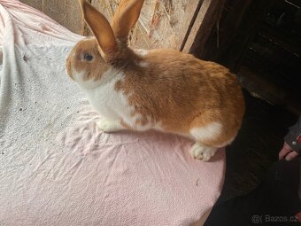 Samice na prodej - 13