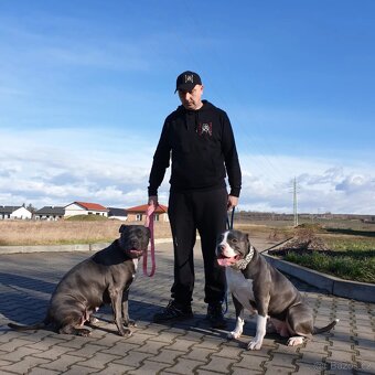 American Bully XL originální původní krev rodokmen ABKC USA - 13