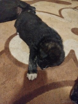 Fenky křížené akita inu - 13