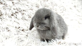 Zakrslý beránek, králíček, králík - KVIDO - 13