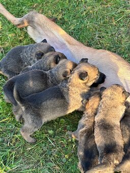 Belgický ovčák Malinois X německy ovčák - 13