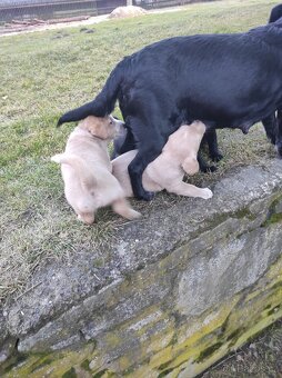 Prodej  štěňat - 13