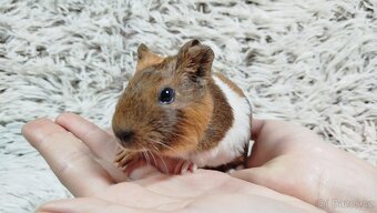 Morče, Morčata, Morčátko, Morčátka - JACOB A JAMES - 13