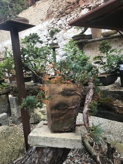 Bonsaj Bonsai - 13
