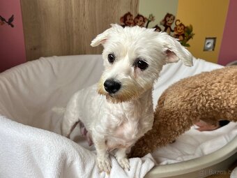 Maltipoo šteniatko, maltezák, pudel - 13