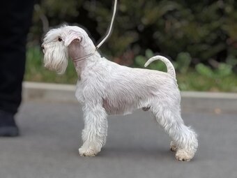 knírač malý bílý - krycí pes - 13