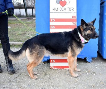 GRACIA K ADOPCI - 3,5 ROKU,KONTAKTNÍ,PŘÁTELSKÁ,HRAVÁ - 13