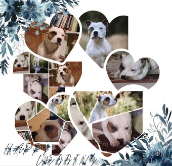 Krycí pes Stafordšírský bulteriér s PP . - 13