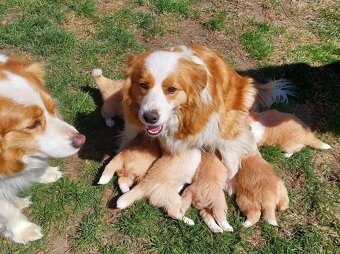 border kolie ee - red - 13