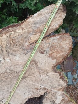 Bukové a Habrové výřezy , koláče - 13