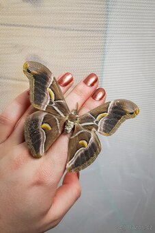 Chovné klece na motýly - síťovaná terária - různé velikosti - 13