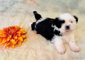 Shih-Tzu štěňatka - rozkošní společníci - 13