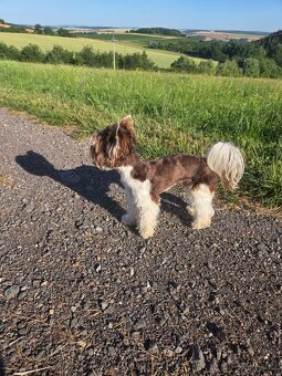 Yorkshire teriér s PP/ krytí - 13